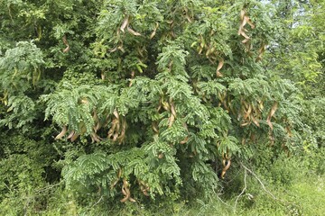 Carob tree (Ceratonia siliqua), closed legumes, southern Hungary, Hungary, Europe