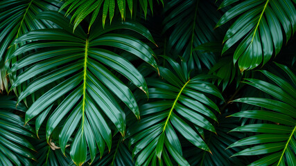 Monstera and palm leaves jungle texture