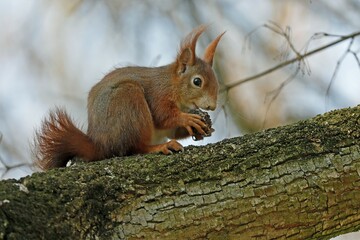 Eurasian red squirrel (Sciurus vulgaris) sits on a branch and eats, Germany, Europe