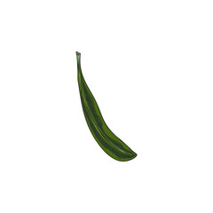 Argan green leaf vector sketch, hand drawn garden tree foliage, tea herb, floral design element, essential medical plant