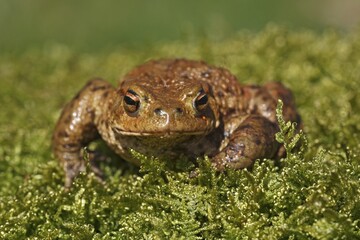 Common Toad (Bufo bufo), male, Schleswig-Holstein, Germany, Europe