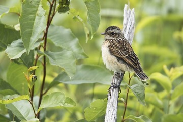 Young Whinchat (Saxicola rubetra), Emsland, Lower Saxony, Germany, Europe