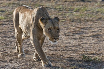 Lioness (Panthera leo), foraging, Maasai Mara, Kenya, Africa