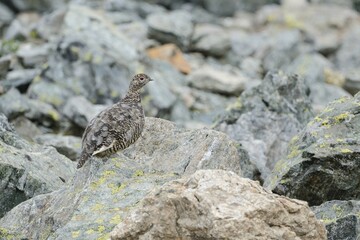 Rock Ptarmigan (Lagopus muta) stands on rock, Stubai Valley, Tyrol, Austria, Europe