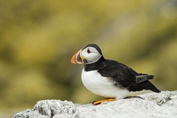 Puffin (Fratercula arctica), Farne Islands, Northumberland, England, United Kingdom, Europe