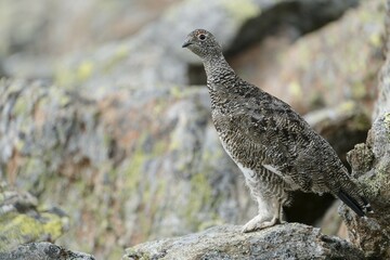 Rock Ptarmigan (Lagopus muta) stands on rock, Stubai Valley, Tyrol, Austria, Europe