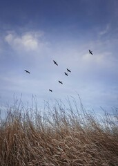 Flock of migratory birds flying over over a meadow with dry grass. Late autumnal scene, vertical shot in the nature with a blue sky background