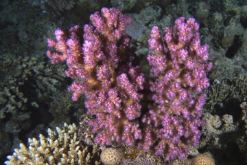 Pawpaw coral (Pocillopora verrucosa), Fury Shoals reef dive site, Red Sea, Egypt, Africa