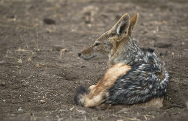 Black-backed jackal (Canis mesomelas) sits on the ground, Mashatu Game Reserve, Tuli Block, Botswana, Africa