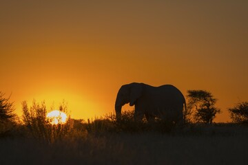 African elephant (Loxodonta africana) at sunset, silhouette, backlight, Nxai Pan National Park,...