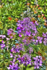 Obraz premium Oilpainting-like shot, diverse, purple flowers creative, different plants mixed, artistic shot, purple flowers alienated, plants, impressionistic art style, lively spring atmosphere, allover, alienation, dense flower field, shade bells (Pieris), green leaves, carpet of flowers, sea of flowers, garden, bed, plants, Germany, Europe