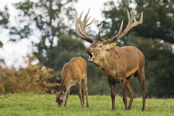 Red deer (Cervus elaphus) roaring and deer calf grazing, Lower Saxony, Germany, Europe