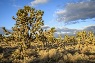 Joshua Trees (Yucca brevifolia) in Evening Light, Mojave Desert, Desert Landscape, Mojave National...