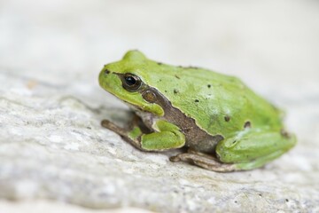 Tree frog (Hyla arborea), Rhineland-Palatinate, Germany, Europe