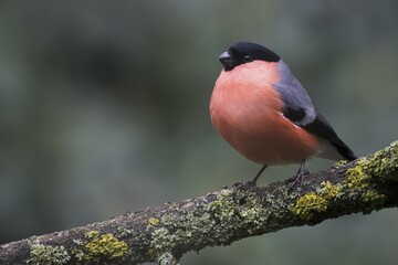 Bullfinch (Pyrrhula pyrrhula) sits on a branch, Emsland, Lower Saxony, Germany, Europe