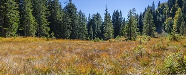 Hühnermoos in autumn, an upland moor at the Söllereck near Oberstdorf, Allgäuer Alps, Allgäu,...