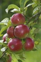 Red apples at Apple tree (Malus domestica), variety Berner Rosenapfel, Germany, Europe
