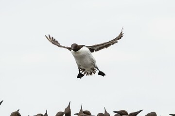 Common Guillemots (Uria aalge), Farne Islands, Northumberland, England, United Kingdom, Europe