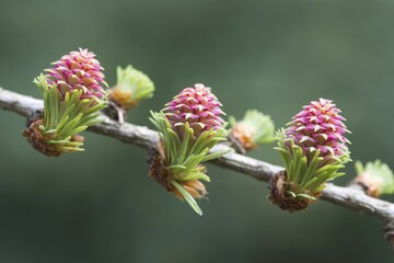 Female flowers of larch (Larix decidua), Emsland, Lower Saxony, Germany, Europe