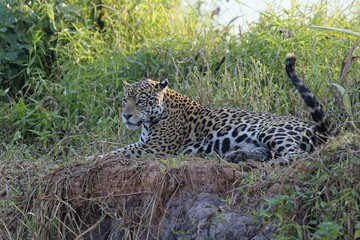 Female Jaguar (Panthera onca) laying on a riverbank, Cuiaba river, Pantanal, Mato Grosso, Brazil, South America