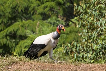 King vulture (Sarcoramphus papa), Costa Rica, Central America