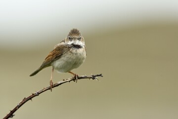 Common whitethroat (Sylvia communis) perched on a twig, Texel, West Frisian Islands, North Holland, The Netherlands, Europe
