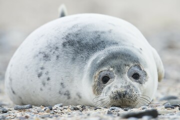 Young grey seal (Halichoerus grypus), Heligoland, Schleswig-Holstein, Germany, Europe © Erhard Nerger/imageBROKER