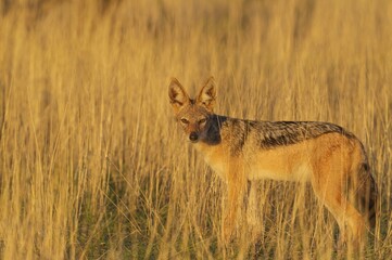 Black-backed Jackal (Canis mesomelas), standing in grassland, Kalahari Desert, Kgalagadi Transfrontier Park, South Africa, Africa