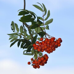 Rowan or mountain-ash (Sorbus aucuparia), red fruits, Lower Rhine, North Rhine-Westphalia, Germany,...