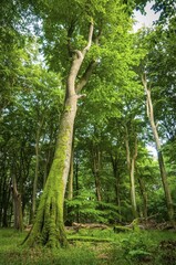 Beech primeval forest with dead wood and moss-covered tree trunks, Jasmund National Park, Rügen Island, Mecklenburg-Western Pomerania, Germany, Europe