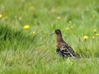 Ruff (Philomachus pugnax) is located in Wiese, Texel, North Holland, Netherlands