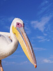 Great white pelican (Pelecanus onocrotalus), portrait, Sandwich Harbour, Walvis Bay, Erongo Region, Namibia, Africa
