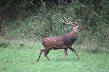 Sika Deer (Cervus nippon), Hungary, Europe