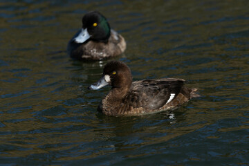 方向転換をするスズガモ達