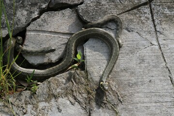 Grass snakes (Natrix natrix), four males courting a large female, Lake Balaton, Hungary, Europe