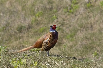 Pheasant (Phasianus colchicus), Spiekeroog Island, East Frisia, Lower Saxony, Germany, Europe