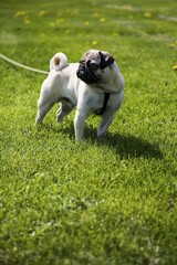 Fototapeta premium Pug puppy on a leash standing on a meadow