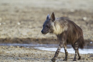 brown hyena (Hyaena brunnea) at a waterhole, Kalahari Desert, Kgalagadi Transfrontier Park, South Africa, Africa