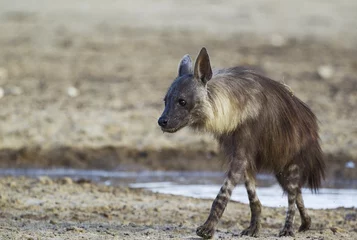 Fototapete Rund brown hyena (Hyaena brunnea) at a waterhole, Kalahari Desert, Kgalagadi Transfrontier Park, South Africa, Africa © Thomas Dressler/imageBROKER
