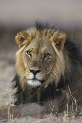 Black-maned lion (Panthera leo vernayi), male, resting, Kalahari Desert, Kgalagadi Transfrontier Park, South Africa, Africa