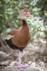 Black-bellied Whistling Duck (Dendrocygna autumnalis) stands on one leg, Tucson, Arizona, USA, North America