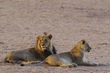 Black-maned lions (Panthera leo vernayi), mating pair, resting, Kalahari Desert, Kgalagadi...