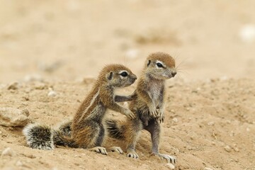 Cape Ground Squirrels (Xerus inauris), two young, Kalahari Desert, Kgalagadi Transfrontier Park,...