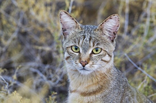 African Wildcat (Felis silvestris lybica), animal portrait, Kalahari Desert, Kgalagadi Transfrontier Park, South Africa, Africa