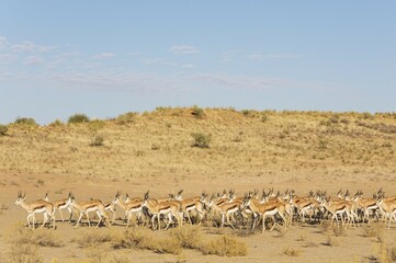 Naklejka premium Springboks (Antidorcas marsupialis), herd in the dry Nossob riverbed, Kalahari Desert, Kgalagadi Transfrontier Park, South Africa, Africa