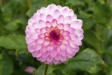 Rosa Dahlia (Dahlia), Botanical Garden, North Rhine-Westphalia, Germany, Europe
