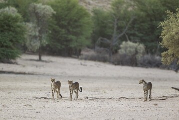 Cheetahs (Acinonyx jubatus), female and her two subadult male cubs in the dry and barren Auob...