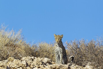 Leopard (Panthera pardus), young female, observing her surroundings from a rocky ridge, Kalahari...