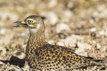 Spotted Dikkop (Burhinus capensis), Kalahari Desert, Kgalagadi Transfrontier Park, South Africa, Africa