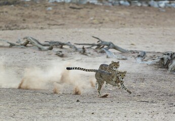 Cheetah (Acinonyx jubatus), two playful subadult males in the dry and barren Auob riverbed, during a severe drought, Kalahari Desert, Kgalagadi Transfrontier Park, South Africa, Africa